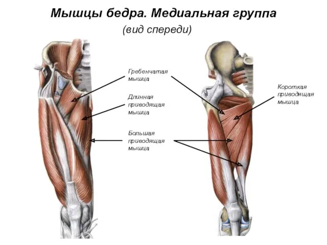 Мышцы бедра. Медиальная группа (вид спереди) Большая приводящая мышца Длинная