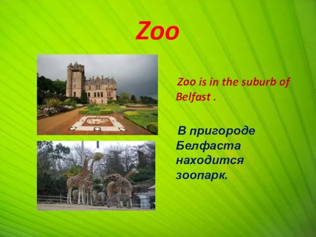 Zoo Zoo is in the suburb of Belfast . В пригороде Белфаста находится зоопарк.