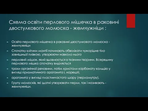 Схема освіти перлового мішечка в раковині двостулкового молюска - жемчужніци