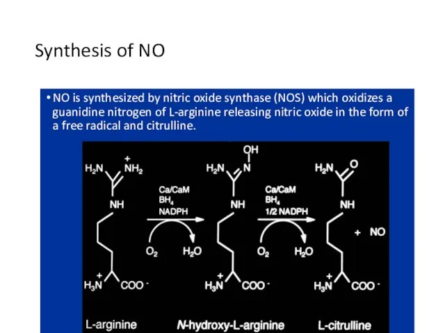 Synthesis of NO NO is synthesized by nitric oxide synthase