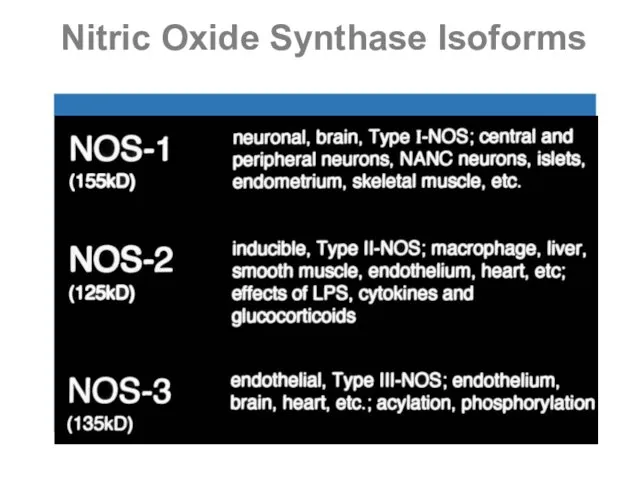 Nitric Oxide Synthase Isoforms