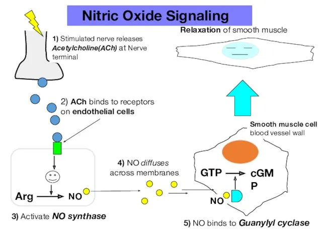 Arg NO GTP cGMP 5) NO binds to Guanylyl cyclase