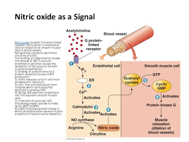 Nitric oxide as a Signal Nitric oxide couples G protein-linked