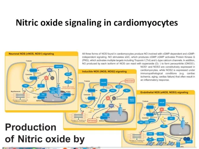 Nitric oxide signaling in cardiomyocytes