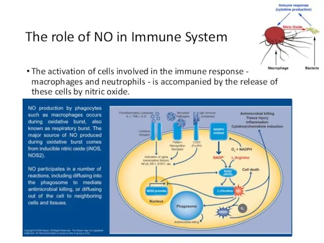 The role of NO in Immune System The activation of