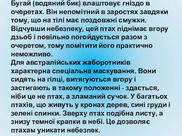 Бугай (водяний бик) влаштовує гніздо в очеретах. Він непомітний в