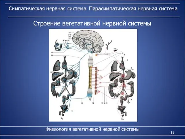 Симпатическая нервная система. Парасимпатическая нервная система Физиология вегетативной нервной системы Строение вегетативной нервной системы