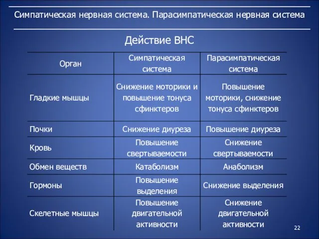 Симпатическая нервная система. Парасимпатическая нервная система Действие ВНС