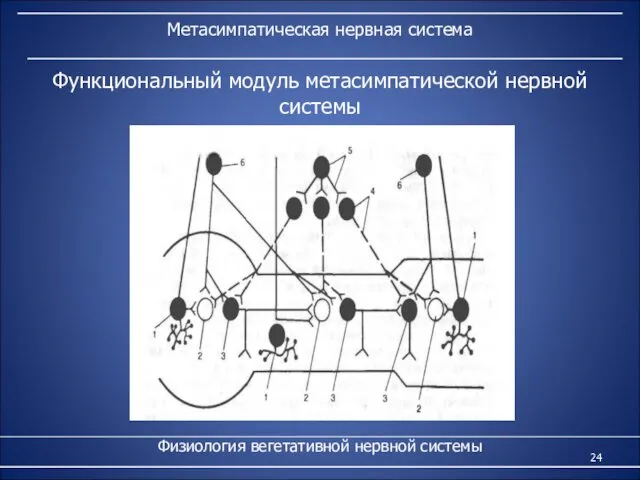 Метасимпатическая нервная система Физиология вегетативной нервной системы Функциональный модуль метасимпатической нервной системы