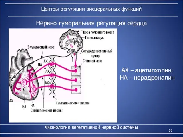 Центры регуляции висцеральных функций Физиология вегетативной нервной системы Нервно-гуморальная регуляция