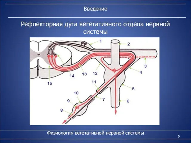 Введение Физиология вегетативной нервной системы Рефлекторная дуга вегетативного отдела нервной системы