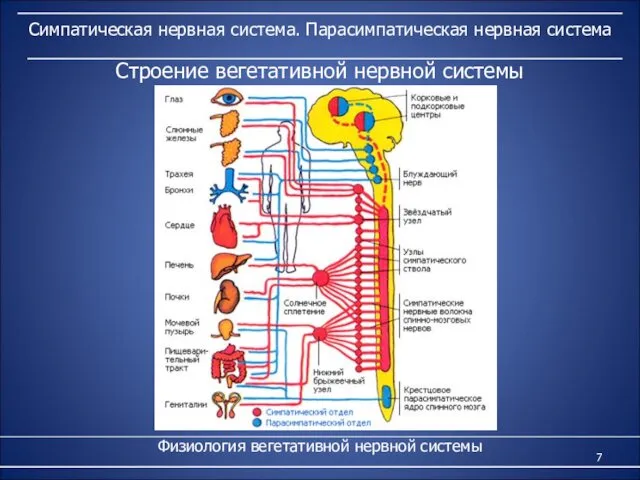 Симпатическая нервная система. Парасимпатическая нервная система Физиология вегетативной нервной системы Строение вегетативной нервной системы