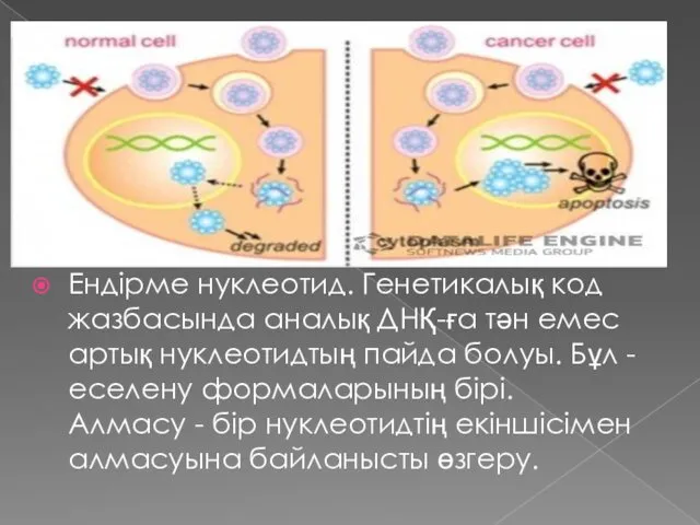 Ендірме нуклеотид. Генетикалық код жазбасында аналық ДНҚ-ға тән емес артық