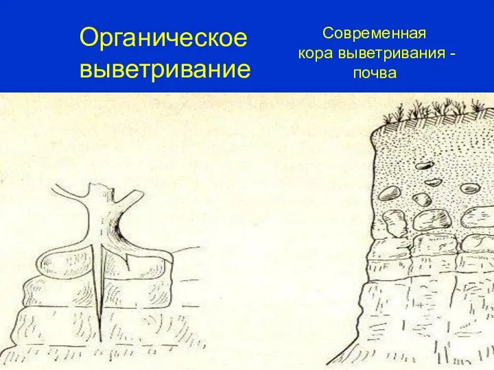 Органическое выветривание Современная кора выветривания - почва