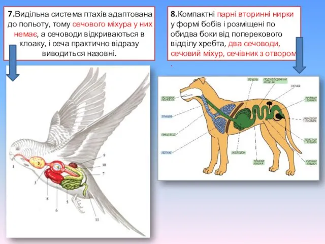 7.Видільна система птахів адаптована до польоту, тому сечового міхура у