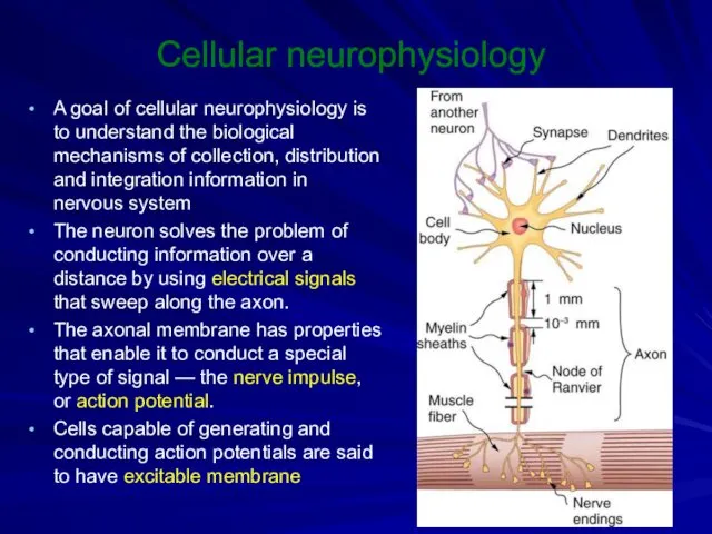 Cellular neurophysiology A goal of cellular neurophysiology is to understand