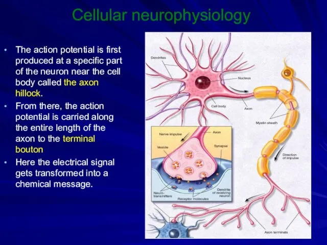 Cellular neurophysiology The action potential is first produced at a