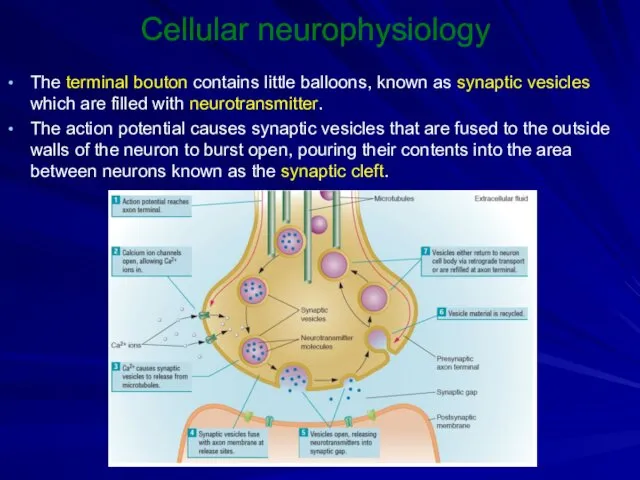 Cellular neurophysiology The terminal bouton contains little balloons, known as