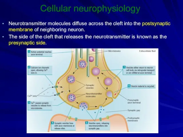 Cellular neurophysiology Neurotransmitter molecules diffuse across the cleft into the