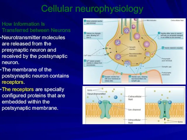 Cellular neurophysiology How Information Is Transferred between Neurons Neurotransmitter molecules