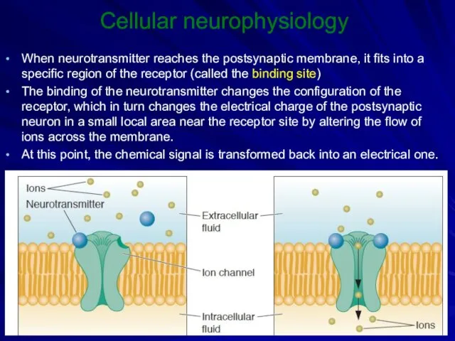 Cellular neurophysiology When neurotransmitter reaches the postsynaptic membrane, it fits