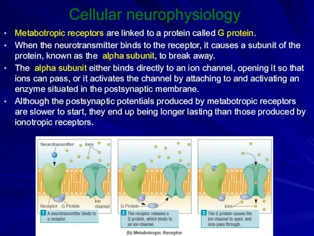 Cellular neurophysiology Metabotropic receptors are linked to a protein called