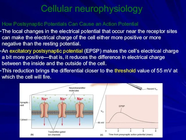 Cellular neurophysiology How Postsynaptic Potentials Can Cause an Action Potential