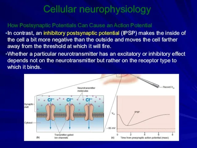 Cellular neurophysiology How Postsynaptic Potentials Can Cause an Action Potential