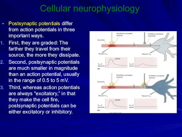 Cellular neurophysiology Postsynaptic potentials differ from action potentials in three