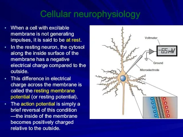 Cellular neurophysiology When a cell with excitable membrane is not