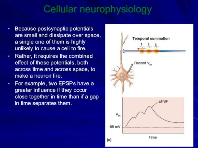 Cellular neurophysiology Because postsynaptic potentials are small and dissipate over