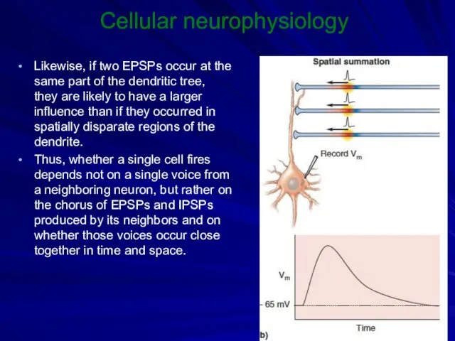 Cellular neurophysiology Likewise, if two EPSPs occur at the same