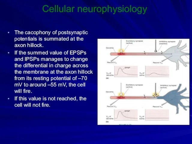 Cellular neurophysiology The cacophony of postsynaptic potentials is summated at