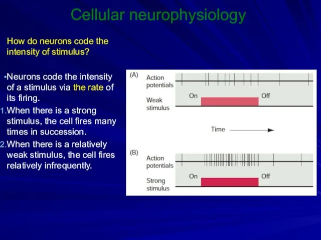 Cellular neurophysiology How do neurons code the intensity of stimulus?