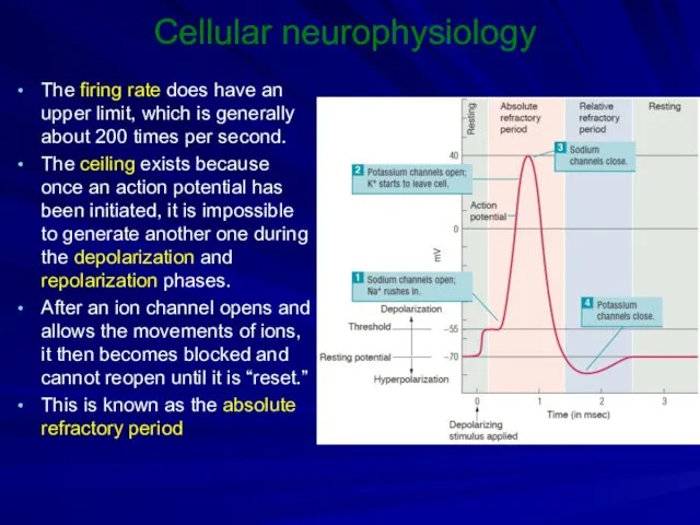 Cellular neurophysiology The firing rate does have an upper limit,