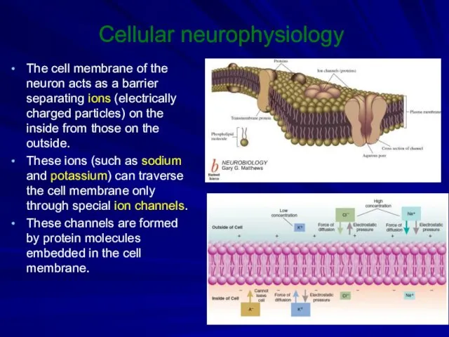 Cellular neurophysiology The cell membrane of the neuron acts as