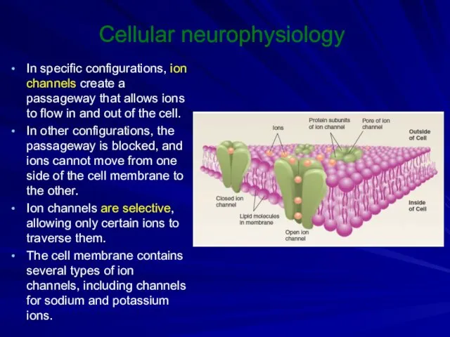 Cellular neurophysiology In specific configurations, ion channels create a passageway