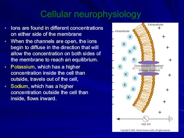 Cellular neurophysiology Ions are found in different concentrations on either