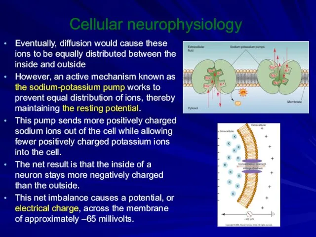 Cellular neurophysiology Eventually, diffusion would cause these ions to be