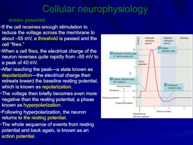 Cellular neurophysiology Action potential If the cell receives enough stimulation