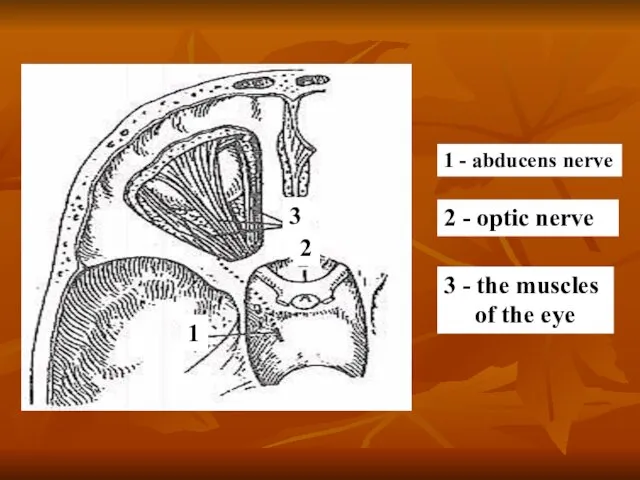 1 - abducens nerve 2 - optic nerve 3 -