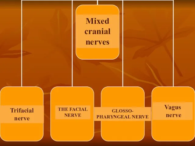 Mixed cranial nerves THE FACIAL NERVE Trifacial nerve Vagus nerve GLOSSO- PHARYNGEAL NERVE