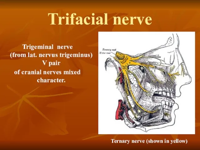 Trifacial nerve Trigeminal nerve (from lat. nervus trigeminus) V pair