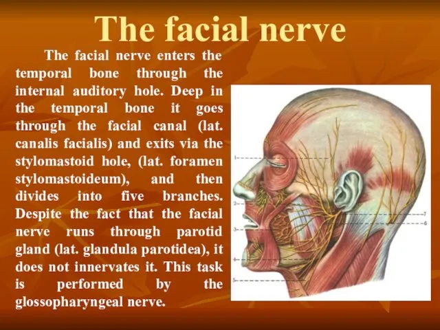 The facial nerve The facial nerve enters the temporal bone