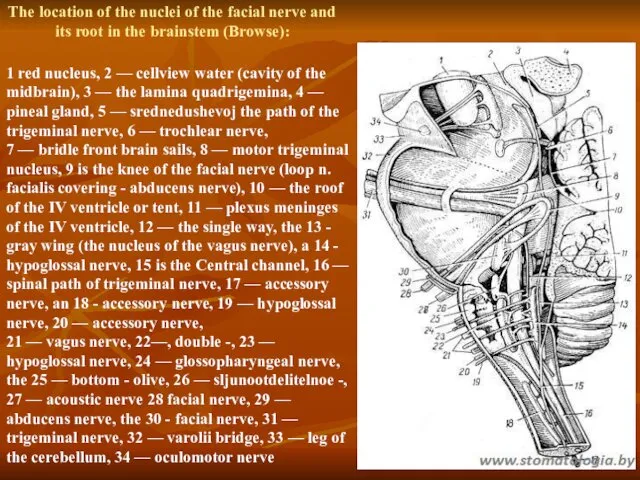 The location of the nuclei of the facial nerve and