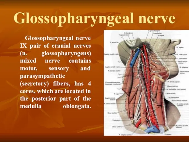 Glossopharyngeal nerve Glossopharyngeal nerve IX pair of cranial nerves (n.