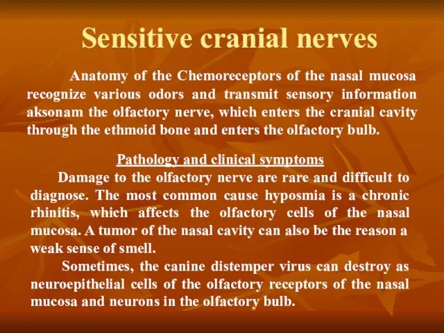 Sensitive cranial nerves Anatomy of the Chemoreceptors of the nasal