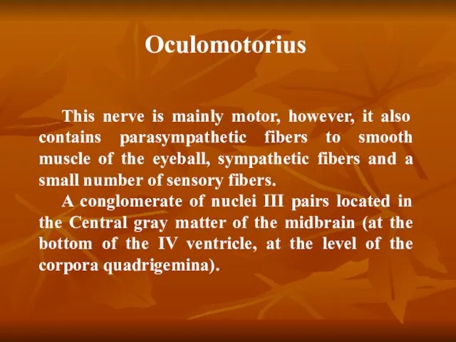 Oculomotorius This nerve is mainly motor, however, it also contains