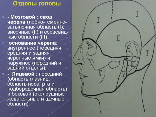 Отделы головы - Мозговой : свод черепа (лобно-теменно-затылочная область (I), височные (II) и