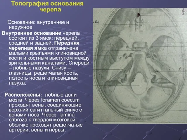 Топография основания черепа Основание: внутреннее и наружное Внутреннее основание черепа состоит из 3